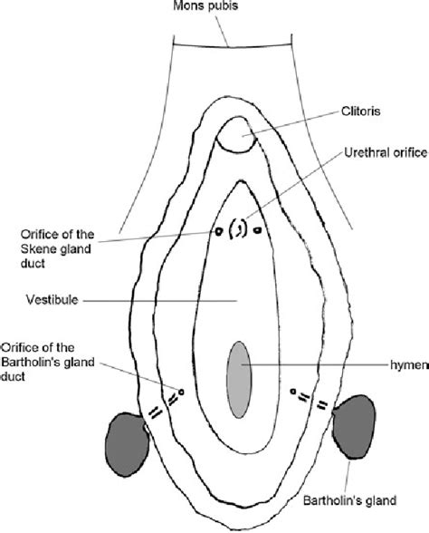 glande de skene|Skene Glands: Location, Function, and Related Conditions